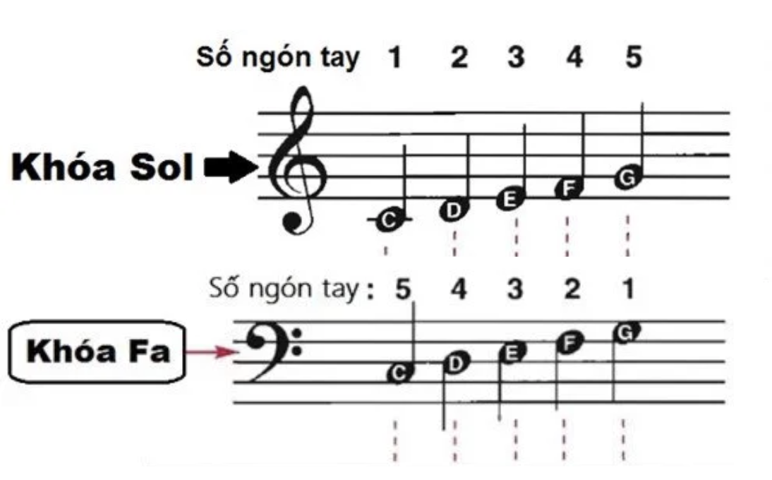 Khóa nhạc xác định vị trí các nốt trên khuông nhạc